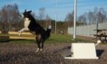 /album/photogallery/flyball-pila-091121-10-jpg/